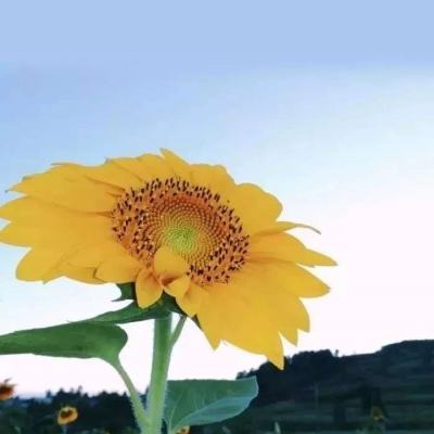 ob欧宝网页版入口