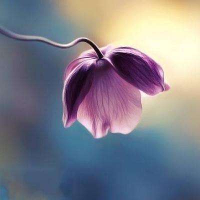 ag真人平台官方