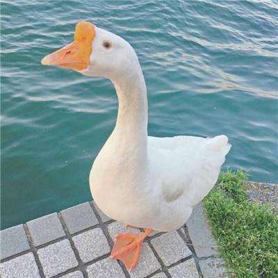 博鱼电竞手机app下载