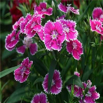 LOL外围官网下载手机版