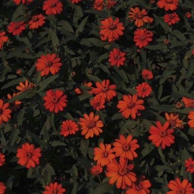 皇冠足彩官网下载最新版