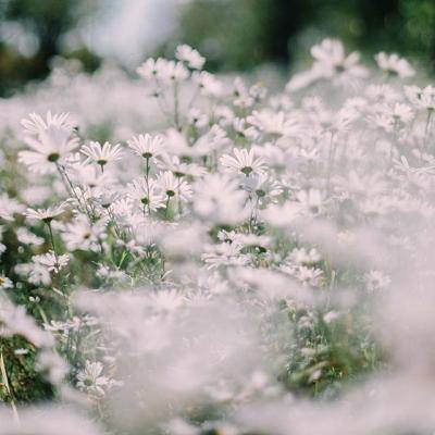 皇冠新体育APPapp下载