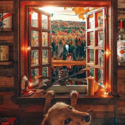 咪乐官方下载入口