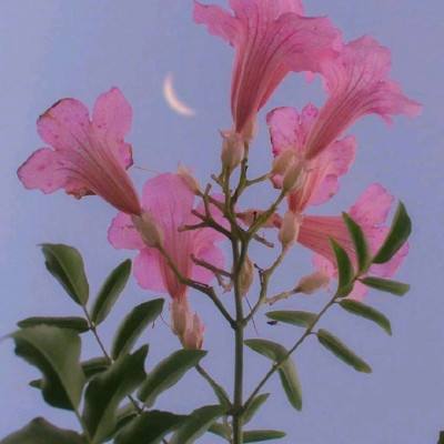 双赢彩票官方下载