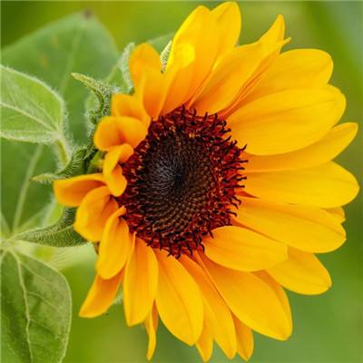 米乐app下载官网截图