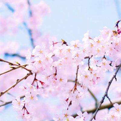 新澳门六开彩资料大全